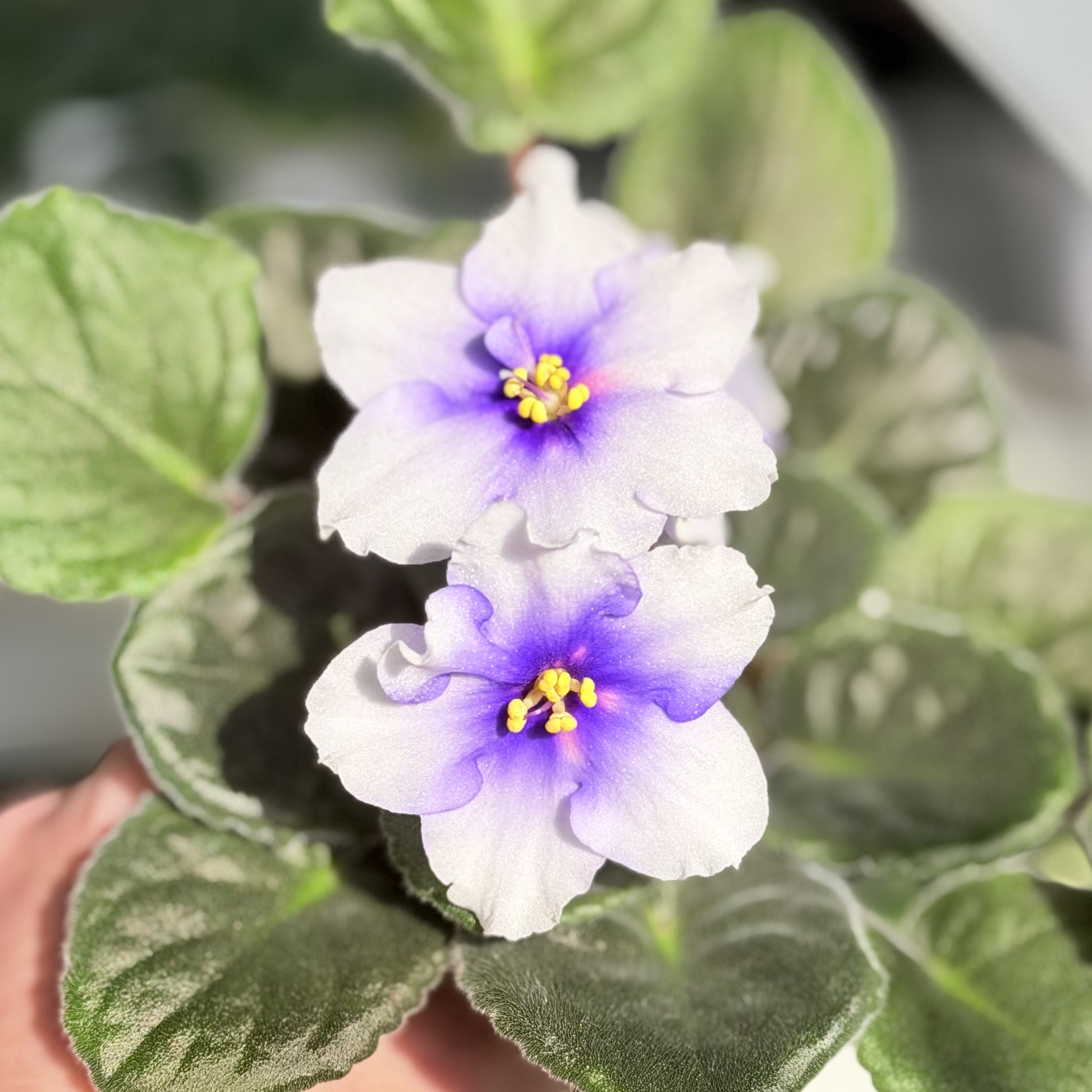 苦苣苔非洲菫：偶像（星空斑）开花苗，标注十字花非洲菫紫罗兰