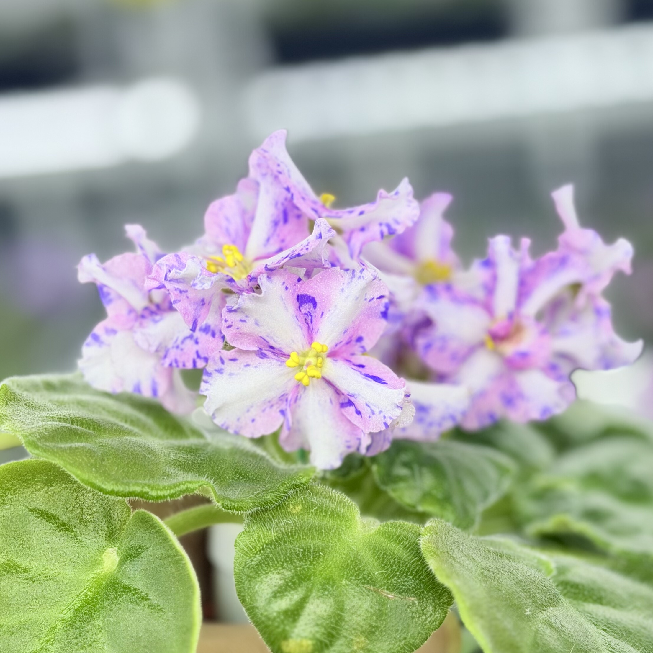 苦苣苔非洲菫缟花：秋霜对版苗，标注十字花紫罗兰