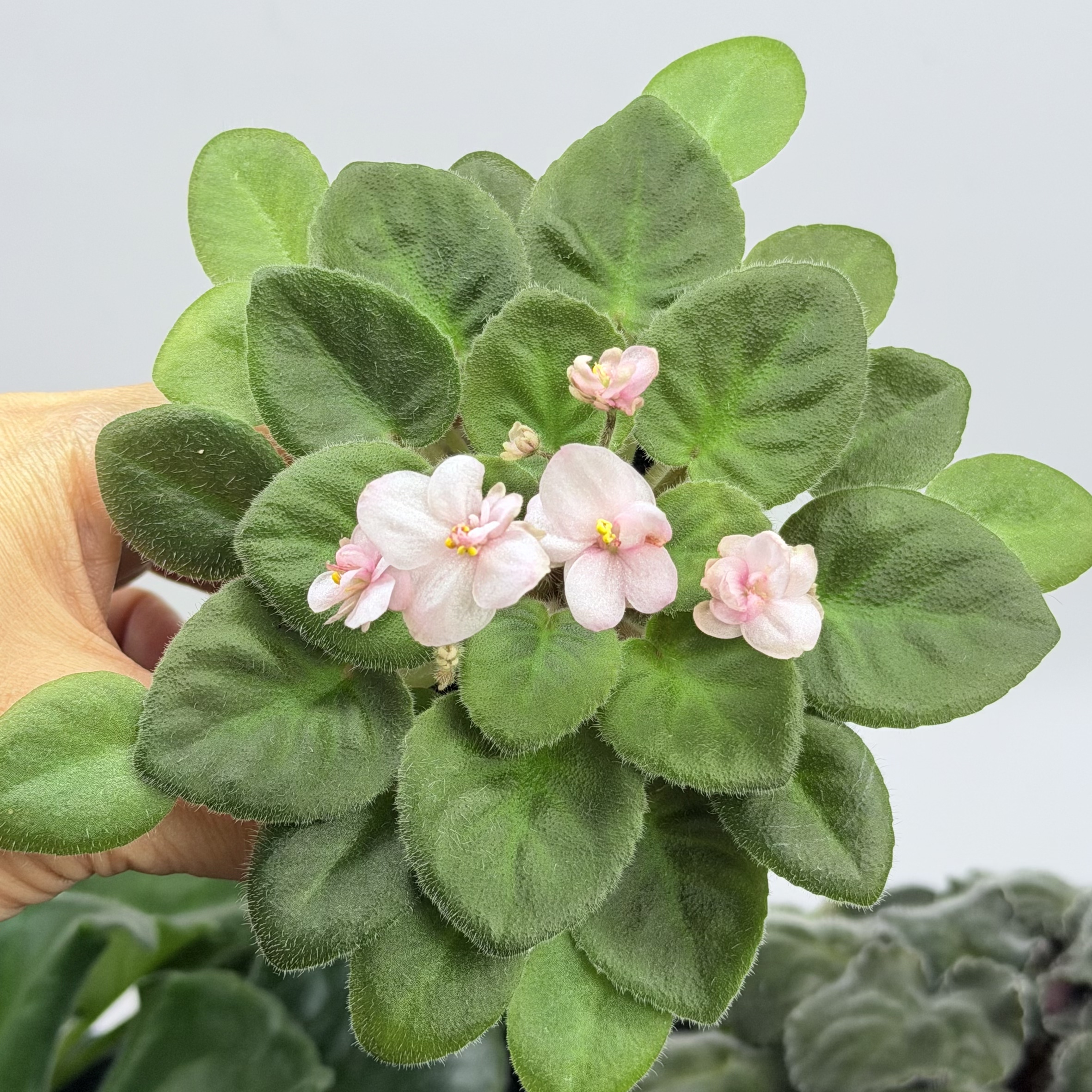 苦苣苔非洲堇：完美桃子，迷你丰花非洲紫罗兰图片