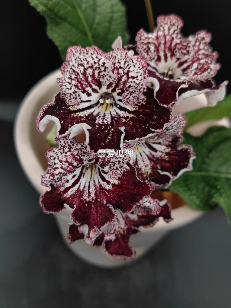 苦苣苔进口堇兰~复古，室内耐阴，四季开花，多年生,鲜花速递/花卉仿真/绿植园艺,时令草本花卉,淘宝优惠券,粉丝福利购,淘宝优惠卷