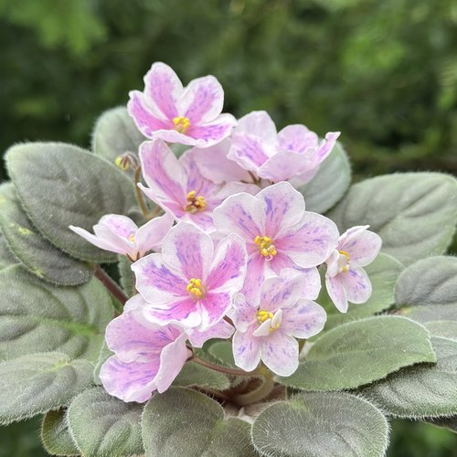 G011苦苣苔非洲堇：春日微风（艳丽版）室内耐荫，四季开花