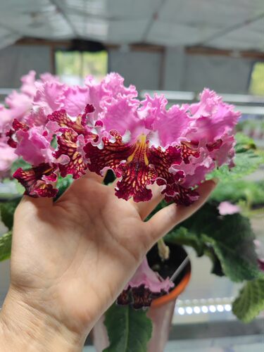 苦苣苔进口堇兰~6051（德拉古）室内耐阴四季开花