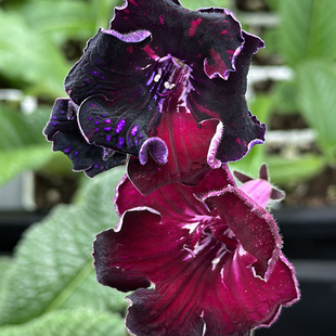 苦苣苔堇兰：维苏威（嵌合体）室内耐荫多年生草本植物