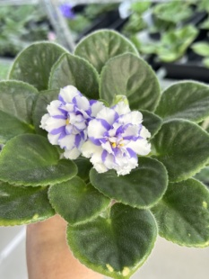 室内耐荫四季 苦苣苔非洲菫缟花：海龙王 苗 怒吼 开花 对版