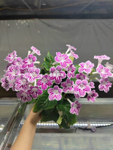 苦苣苔进口堇兰~粉色波尔卡，丰花爆花，室内耐阴