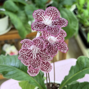 苦苣苔堇兰:MZ-刺玫,室内耐荫多季节开花多年生草本植物