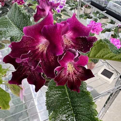 苦苣苔进口堇兰：夜曲，室内耐阴多季节开花多年生草本植物