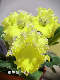 苦苣苔进口堇兰：鸡雏黄，室内耐阴多季节开花多年生草本