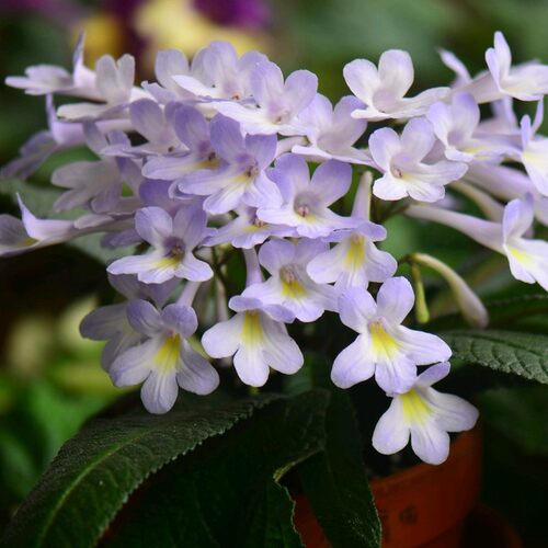 苦苣苔堇兰： Fernwood's Minuet小步舞曲（迷你株型小花）