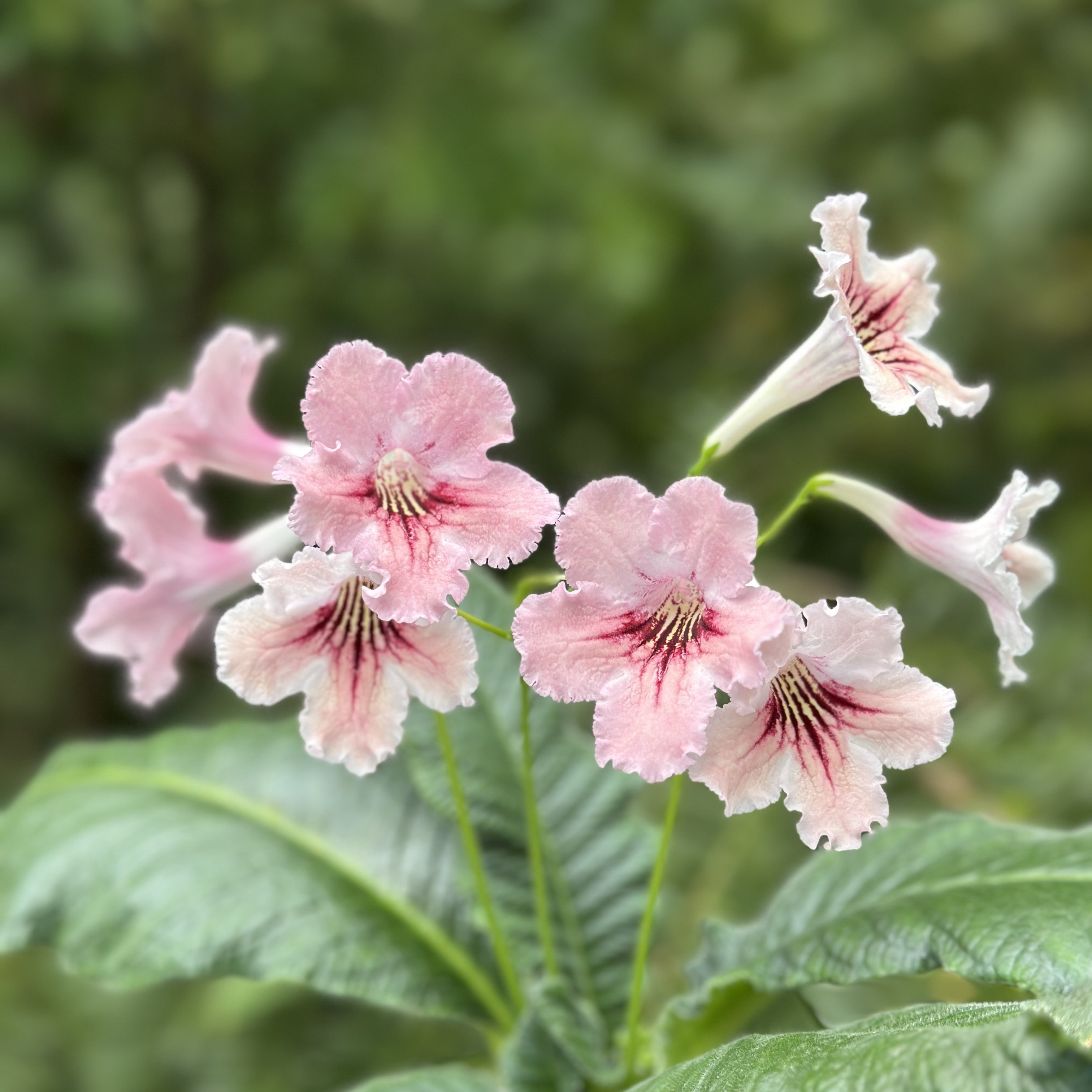 苦苣苔堇兰：桃色事件(国内培育）室内耐阴四季开花多年生草本,鲜花速递/花卉仿真/绿植园艺,时令草本花卉,淘宝优惠券,粉丝福利购,淘宝优惠卷