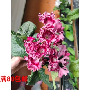 室内耐阴四季 2166 开花 苦苣苔进口堇兰