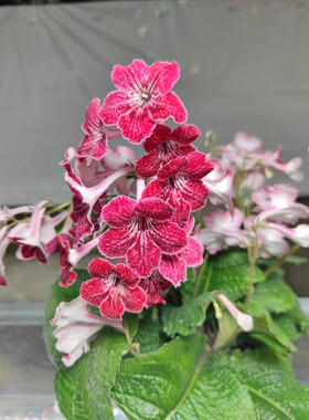 苦苣苔进口堇兰~草莓（堇兰当中正红色的品种）室内耐荫多季开花