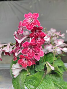 苦苣苔进口堇兰~草莓（堇兰当中正红色的品种）室内耐荫多季开花