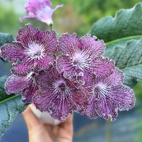 苦苣苔进口堇兰：桑树，室内耐荫四季开花多年生草本植物