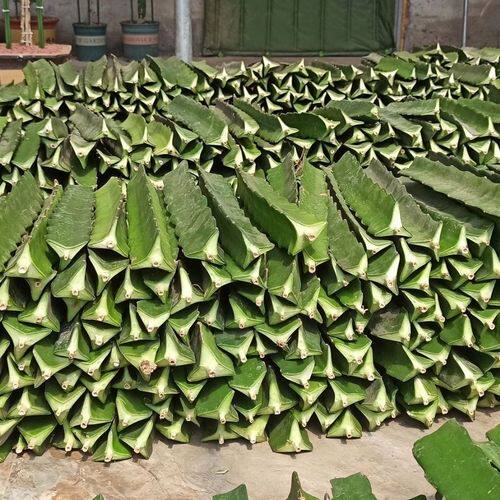 三角柱三棱箭火龙果嫁接用仙人掌科蟹爪兰球砧木带根长得快又好