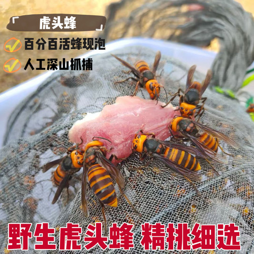 野生虎头蜂鲜活金环黑尾红娘大胡蜂大马蜂黄蜂25只起包邮