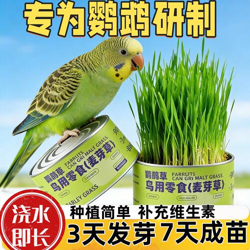 鹦鹉麦芽草粮大麦种子鹦鹉食用啃咬料鸟草盒零食消化解闷防啄毛饲