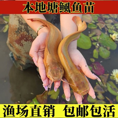 本地塘鲺鱼苗胡子鲶塘角鱼鱼苗淡水养殖皇妃一代三黄塘角鱼苗批