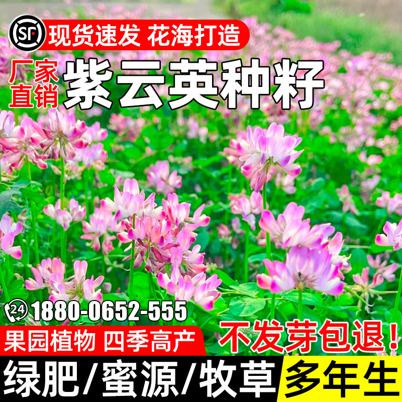 紫云英花草籽高产多年生牧草种子