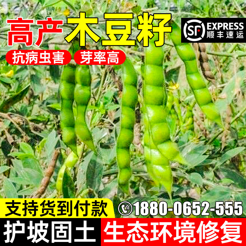 木豆种子护坡固土椭三叶灌木高产