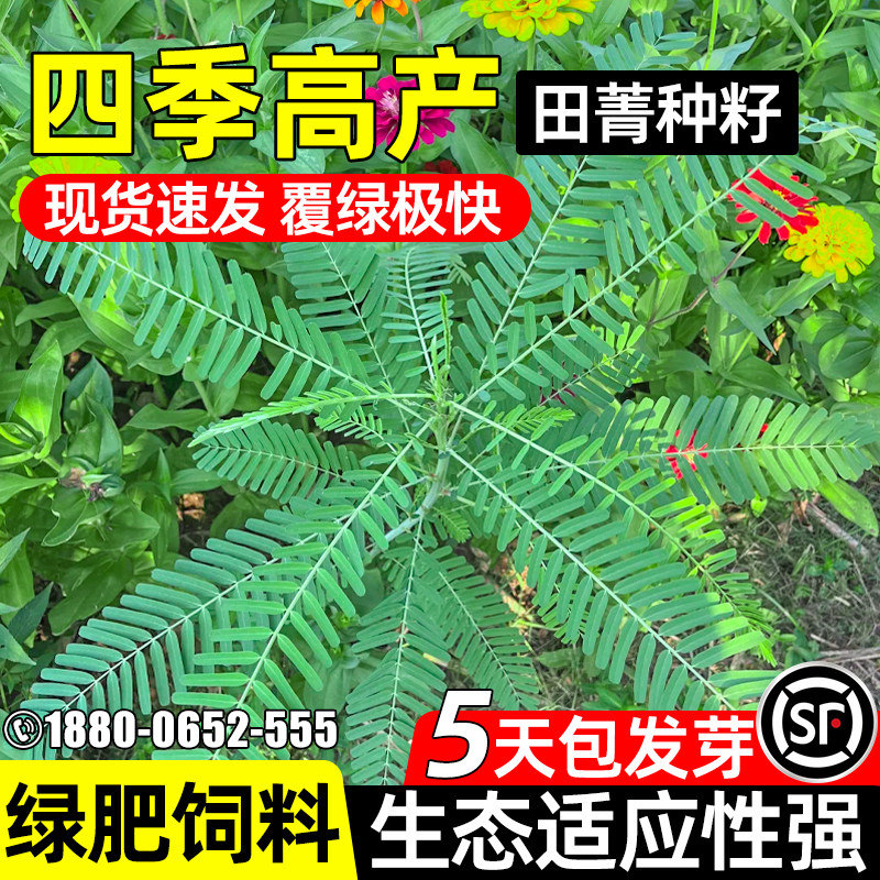田菁种子碱菁涝豆耐碱四季牧草