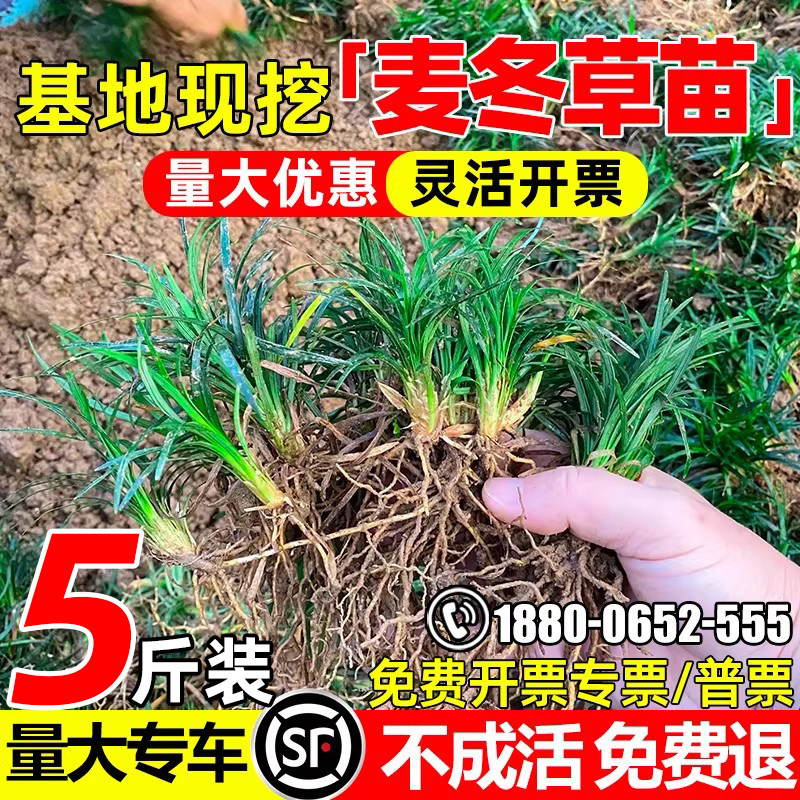 矮麦冬四季常青细叶麦冬草苗
