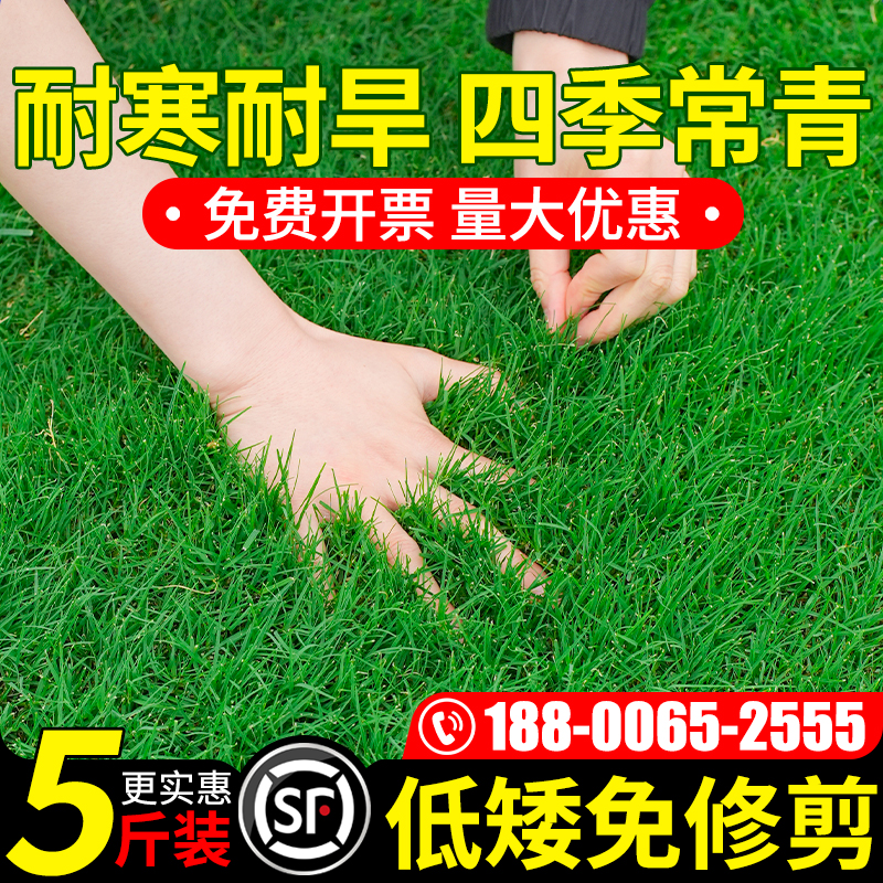 草籽四季常青狗牙根高羊茅黑麦草