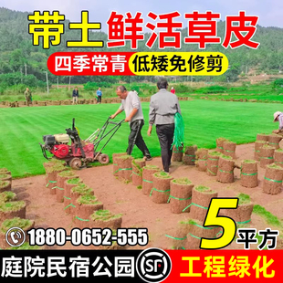 草皮真草坪带泥土庭院别墅花园绿化四季青地毯草台湾草马尼拉草坪