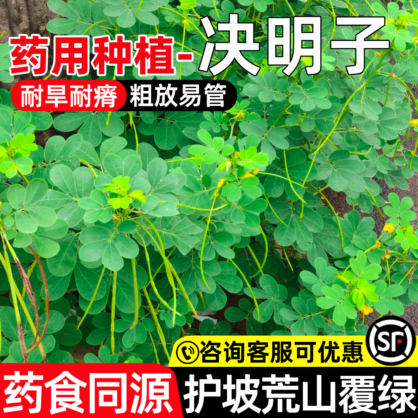 决明子中药材草种子矿山护坡复绿