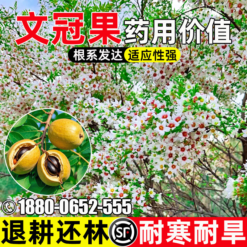 文冠果园林景观道路绿化灌木种籽