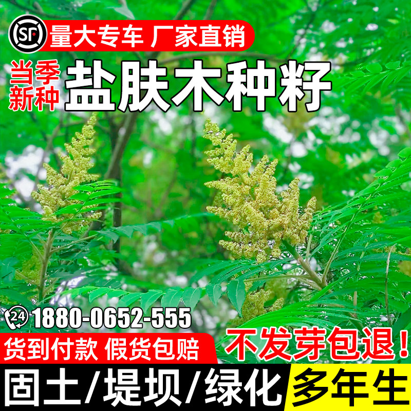 盐肤木种子蜜源树种五倍子种子