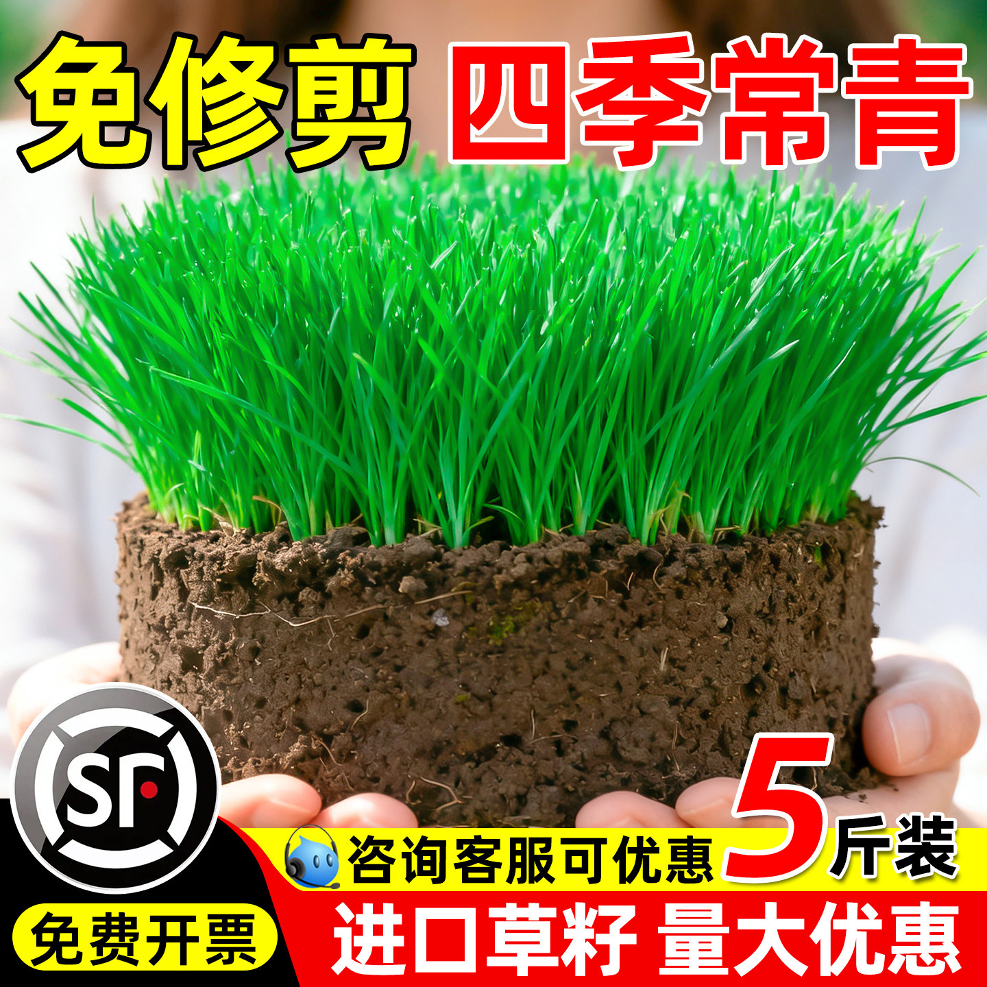 草坪草籽四季常青护坡固土狗牙根庭院地毯草绿化马尼拉黑麦草种子