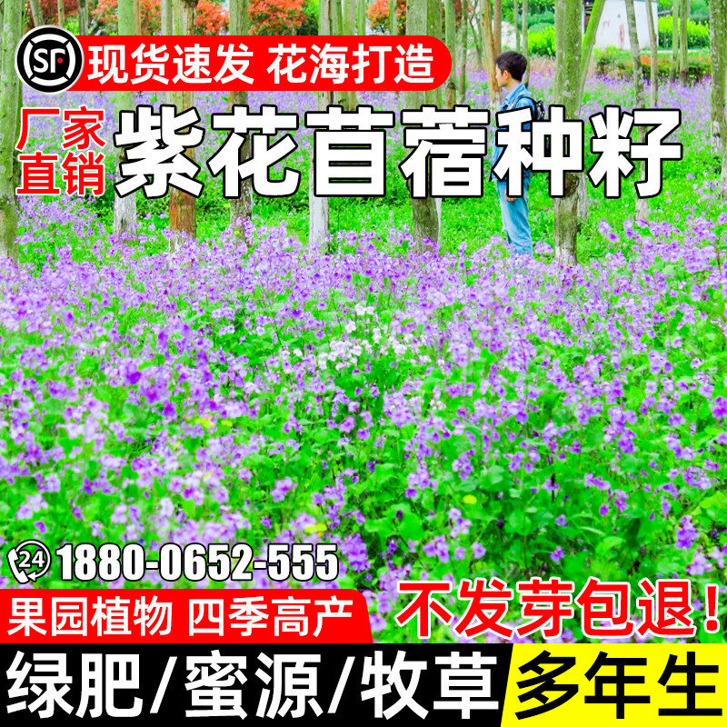 牧草高产紫花苜蓿多年生四季畜牧