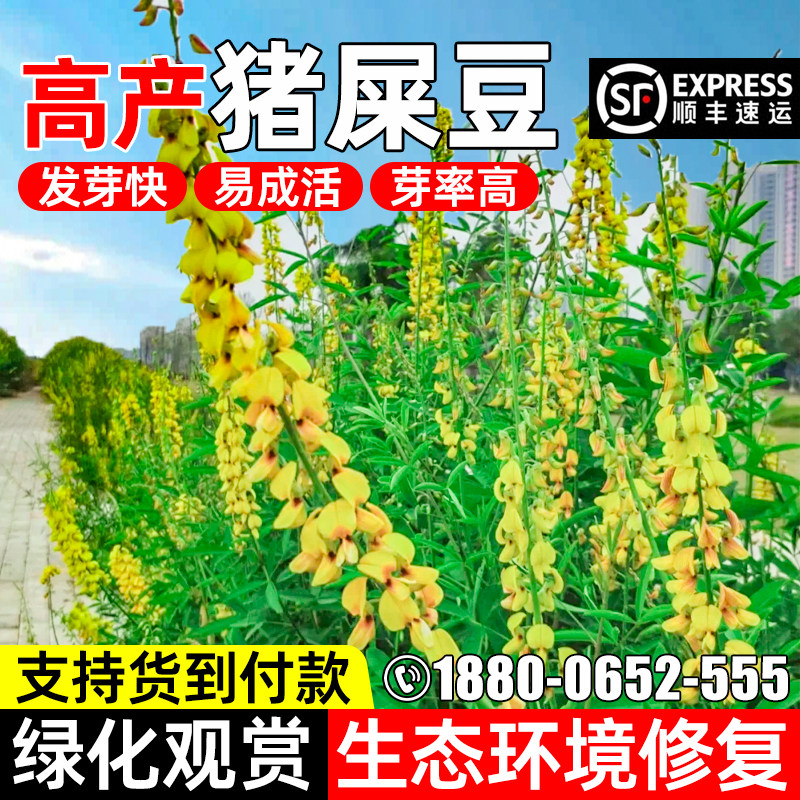 高产猪屎豆种子绿化观赏生态修复