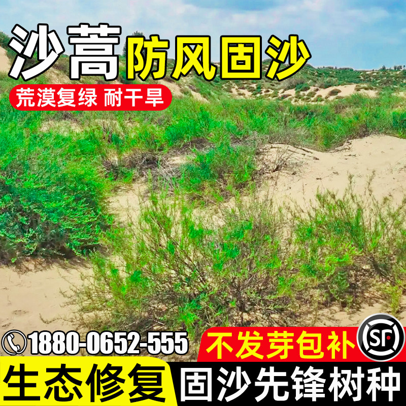 沙蒿防风固沙生态修复荒漠复绿