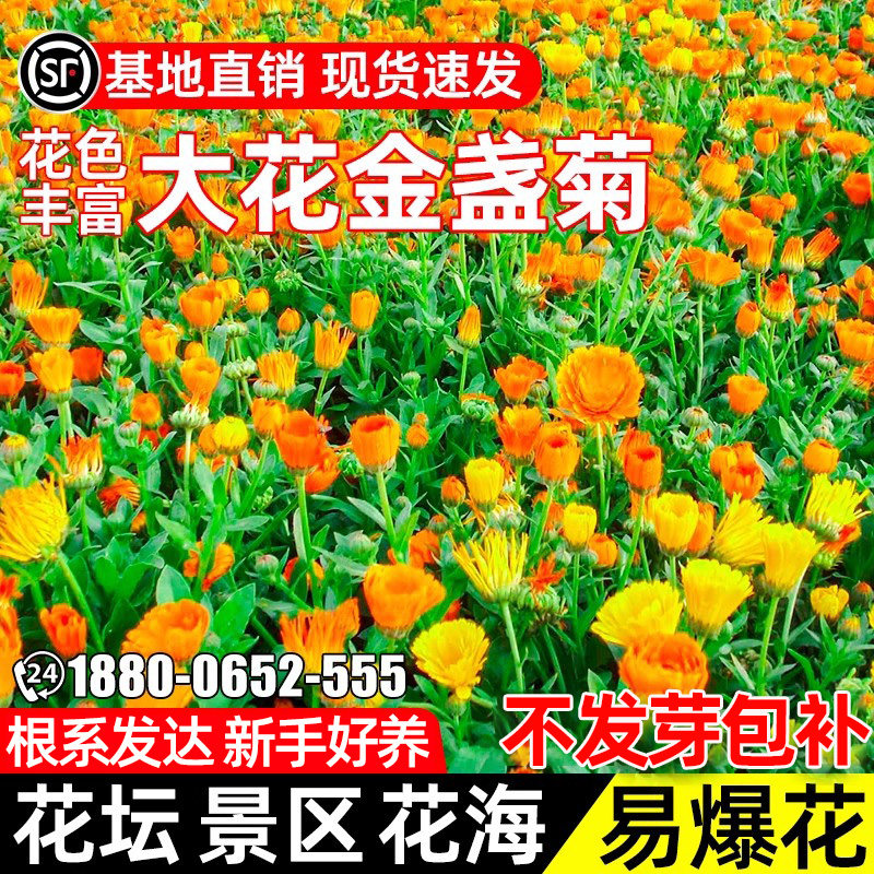 重瓣大花金鸡菊花坛景区观花种籽