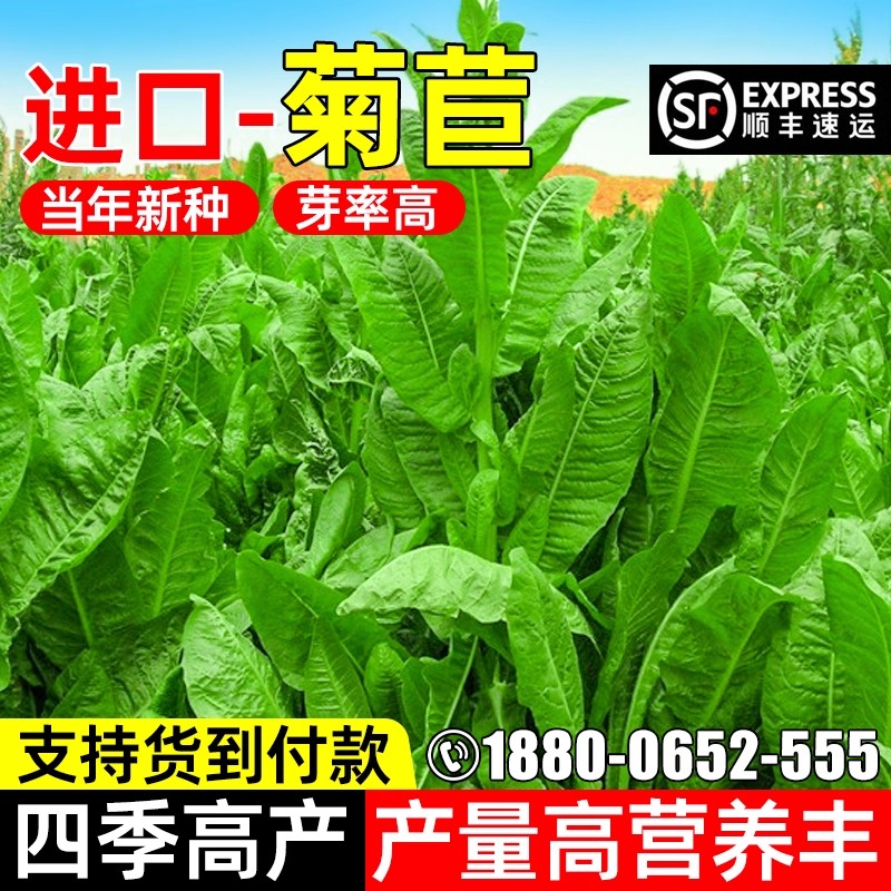 大叶将军菊苣种子四季高产多年生