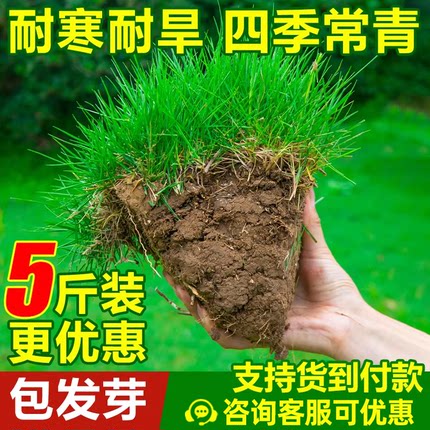 草坪草籽四季常青护坡狗牙根马尼拉矮生庭院地毯草绿化黑麦草种子