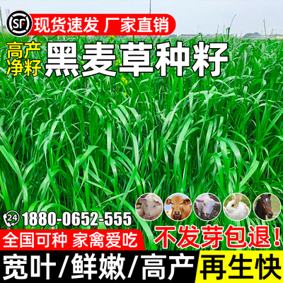 黑麦草牧草耐寒畜牧养殖牧草子