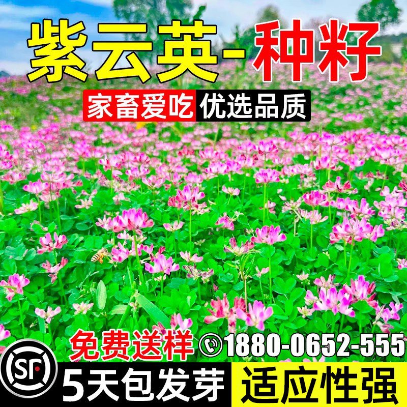 紫云英四季牧草可食用红花草