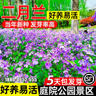 二月兰花种子野花公园景区诸葛菜