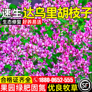 达乌里胡枝子种子耐寒耐旱速生灌木草籽果园绿肥蜜源固氮绿化种籽