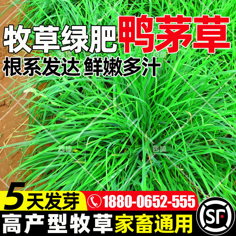 鸭茅草种籽四季高产多年生牧草种