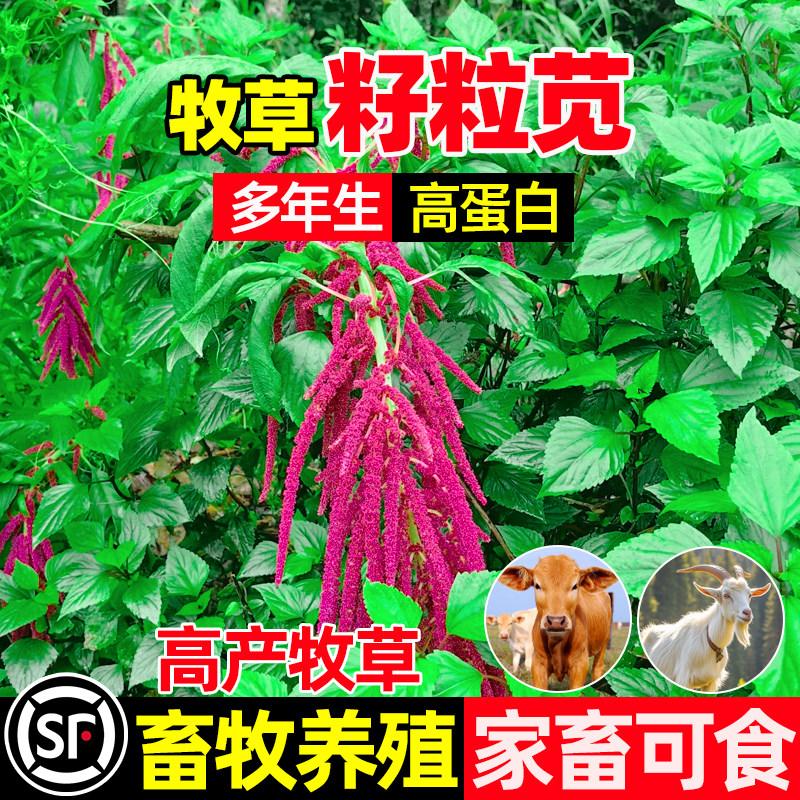 籽粒苋四季高产畜牧养殖家畜可食