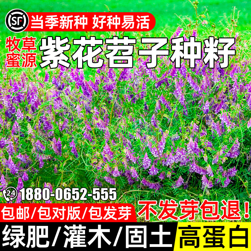 紫花苕子毛苕子种子绿肥种子草种