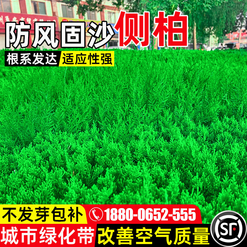 侧柏树城市道路工程绿化景观打造