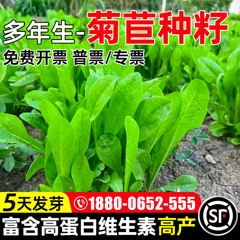 多年生牧草种子大叶菊苣高蛋白