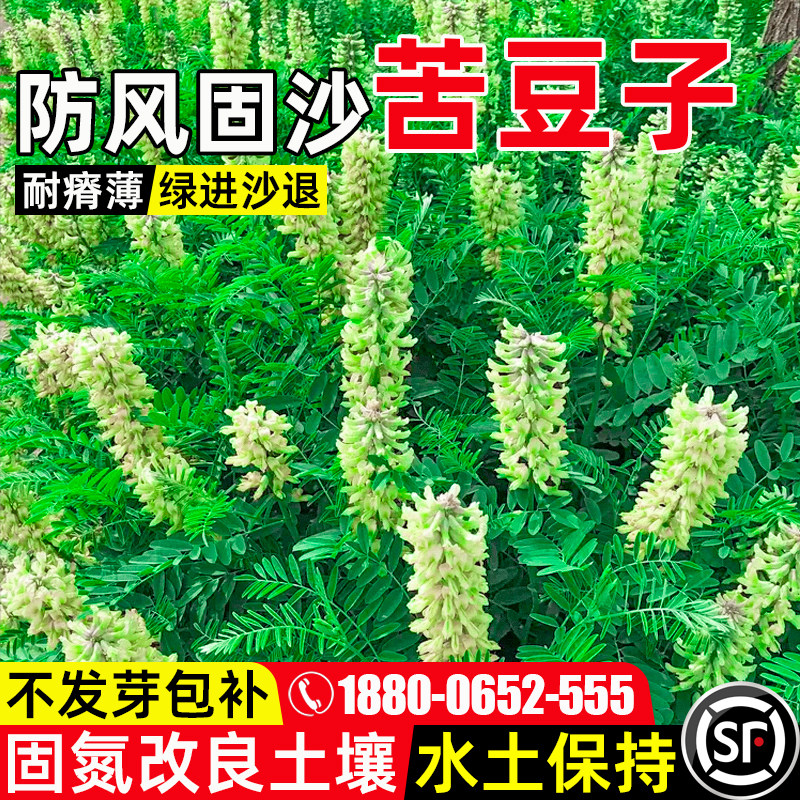 苦豆子防风固沙土壤改善水土保持