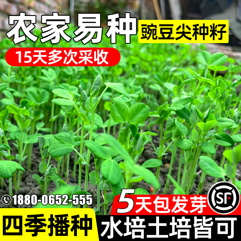 优质豌豆苗种籽豌豆尖种子四季播菜籽好吃芽苗菜无须豌豆蔬菜种籽