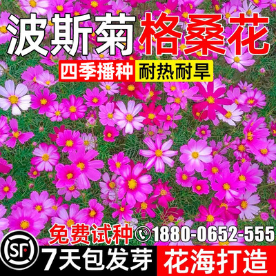 波斯菊花籽野格桑花七彩野花花籽